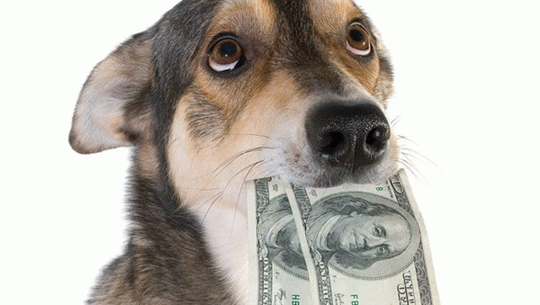 Налоги на домашних животных: кто платит и почему их вводят?